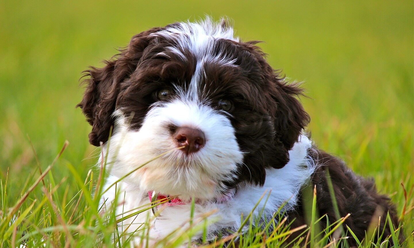 Portuguese Water Dog Breed Characteristics Care U0026 Photos Chewy