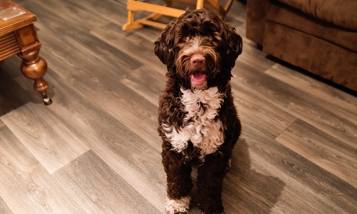 Portuguese Water Dog Breed Characteristics Care U0026 Photos Chewy
