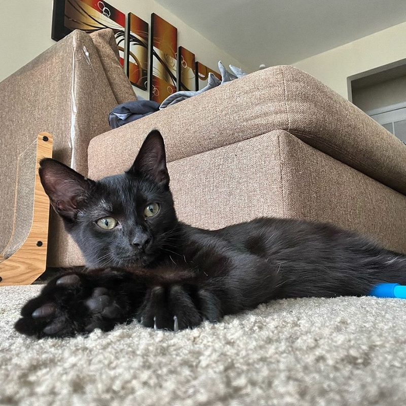 POV Your Black Cat Isn t Actually Black And Has A Subtle Smokey Undercoat Cole U0026 Marmalade