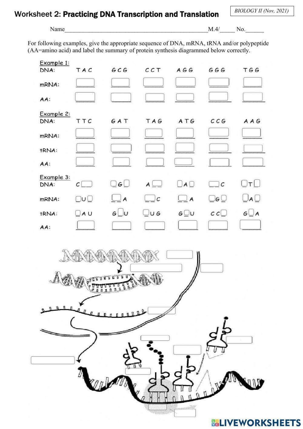 biology transcription and translation worksheet