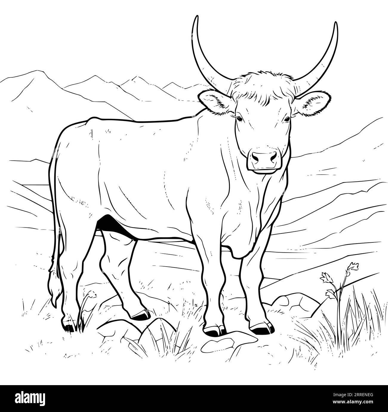 cattle pictures to color