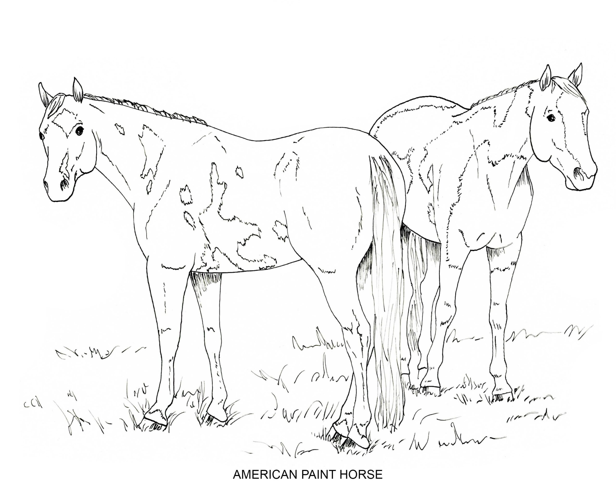 PRINTABLE Set Of 10 Horse Breed Coloring Pages 2 Digital Download Etsy New Zealand