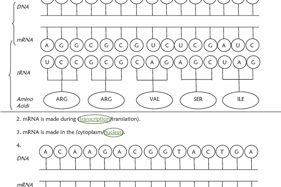 Protein Synthesis Worksheet Steemit Worksheets Library