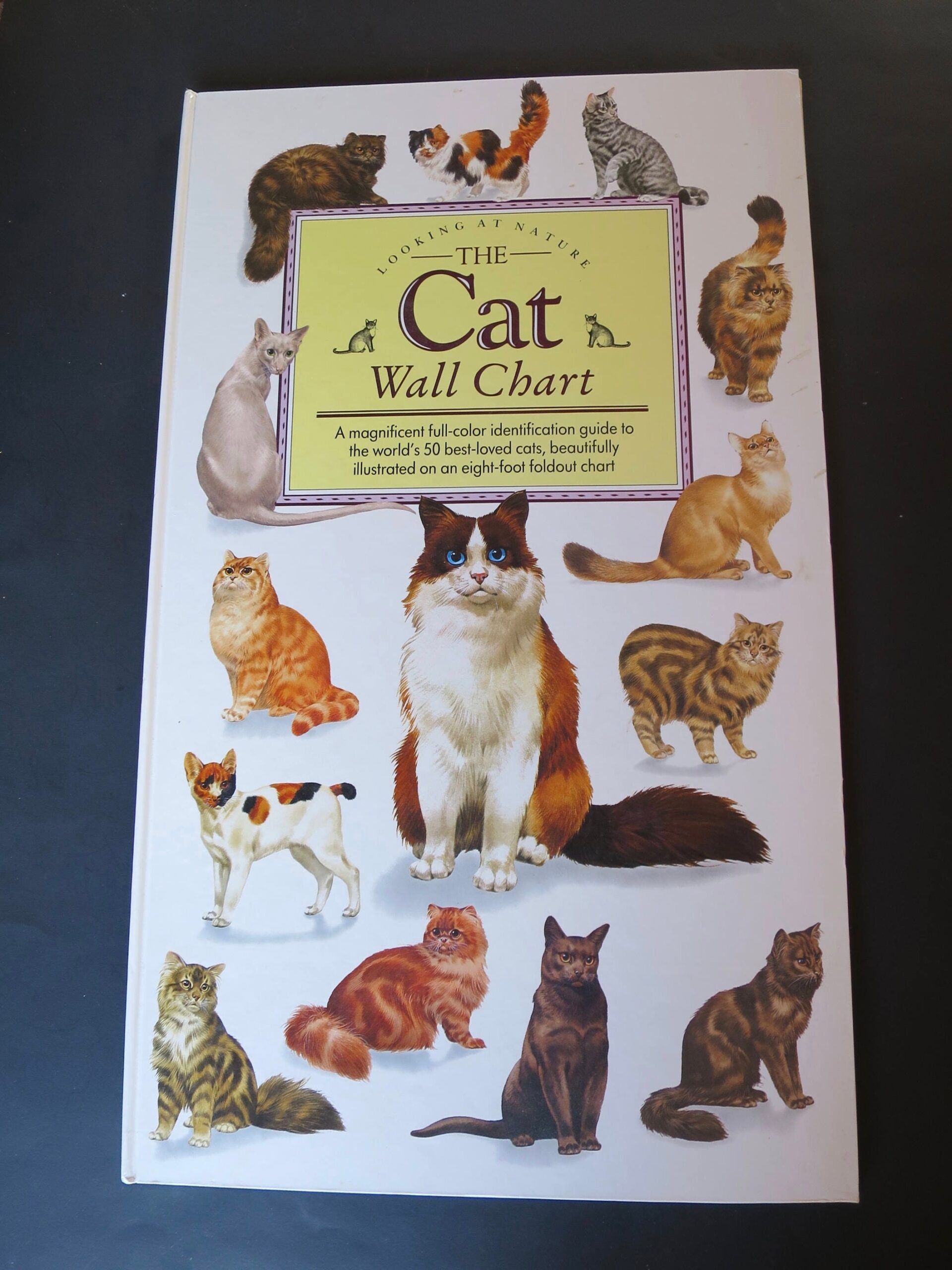 Pure Bred Cat Book XL Folio Book 12 X 20 5 Inches 8 Ft Folding 