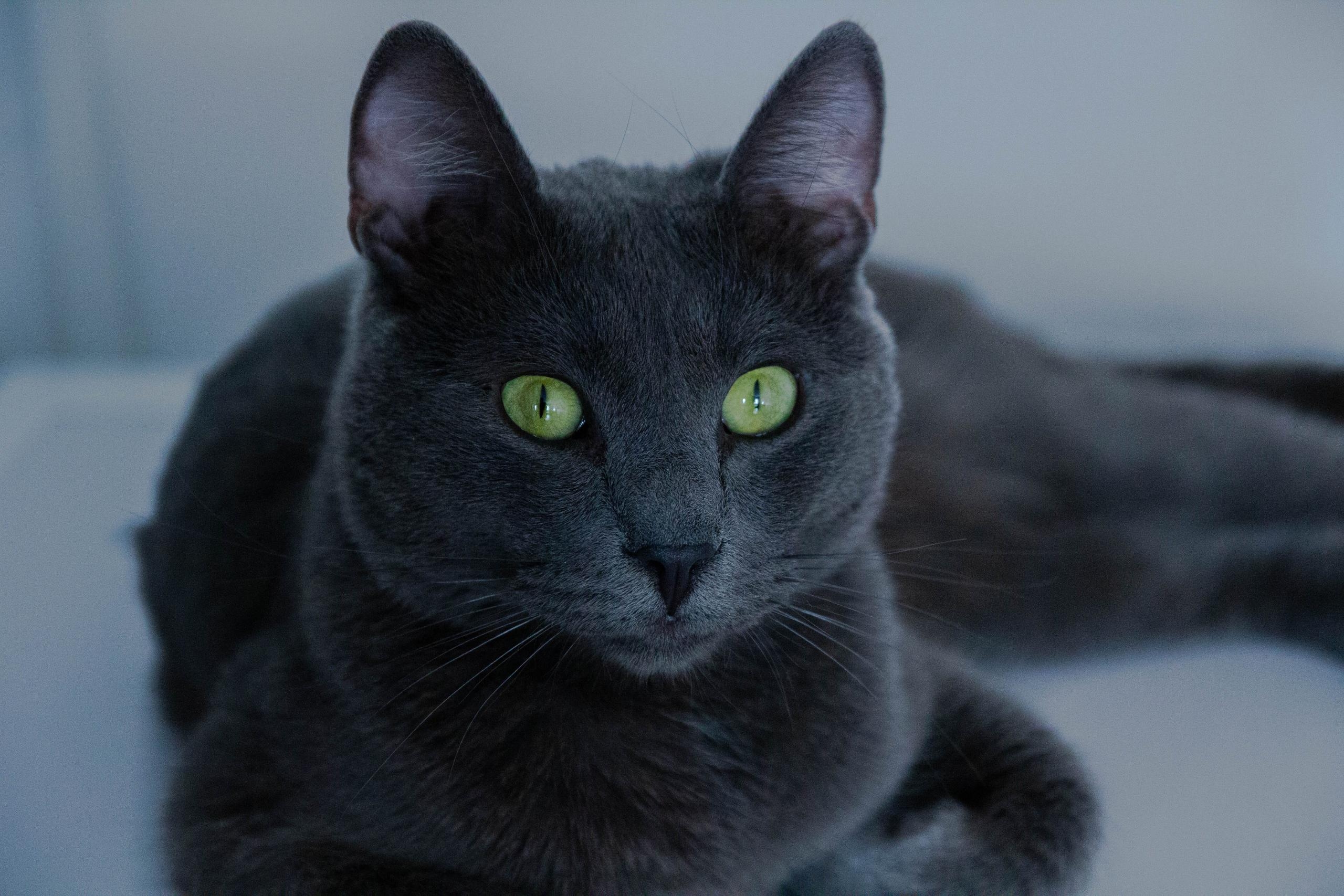 Russian Blue Cat Breed Profile Litter Robot