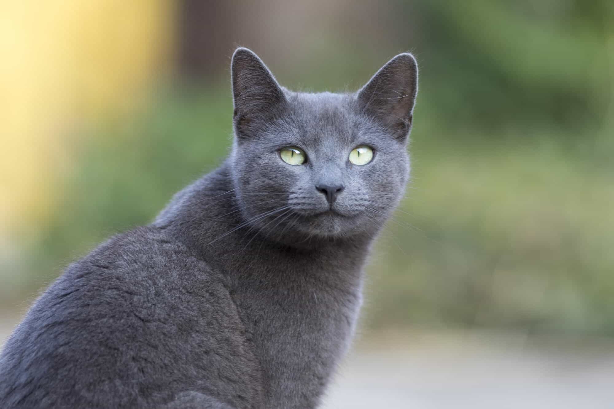 Russian Blue Cat Facts History Personality Health U0026 More Natural Pet Food