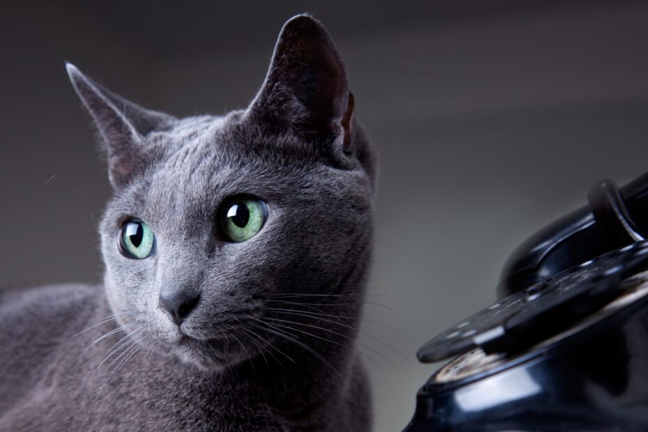 Russian Blue Cats Hypnotic Eyes And Silky Fur