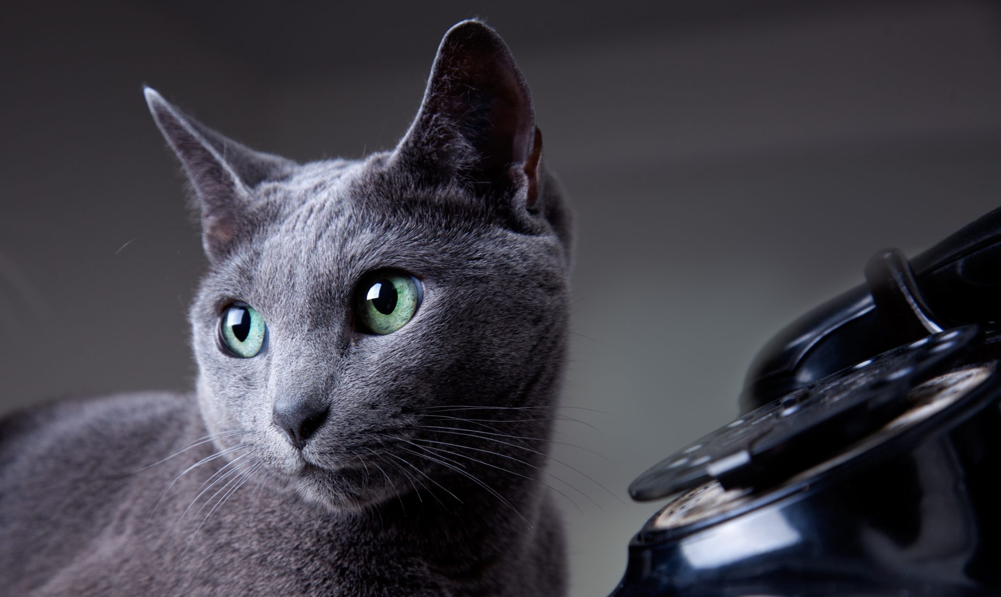 Russian Blue Cats Hypnotic Eyes And Silky Fur