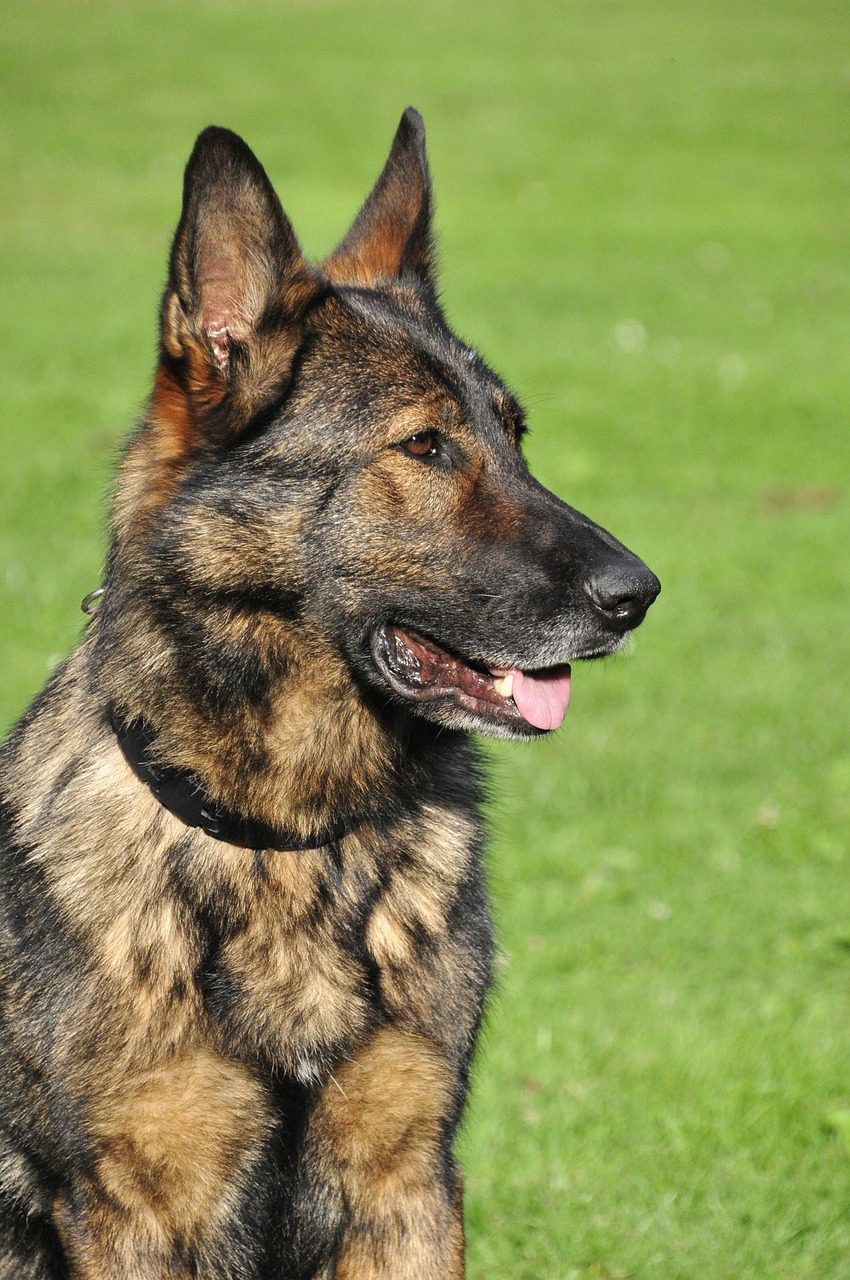 sable color dogs