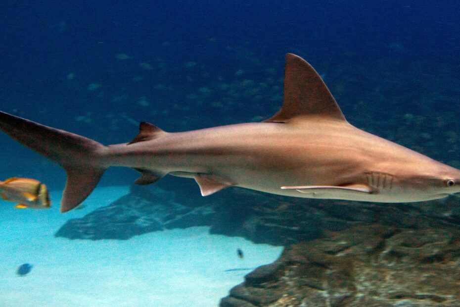 Sandbar Shark Wikipedia