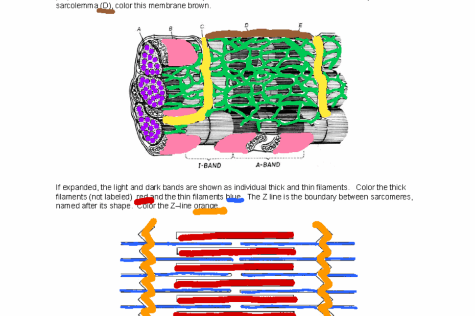 Sarcomere Coloring Activity Biology 101 Alexis Nunez Studocu