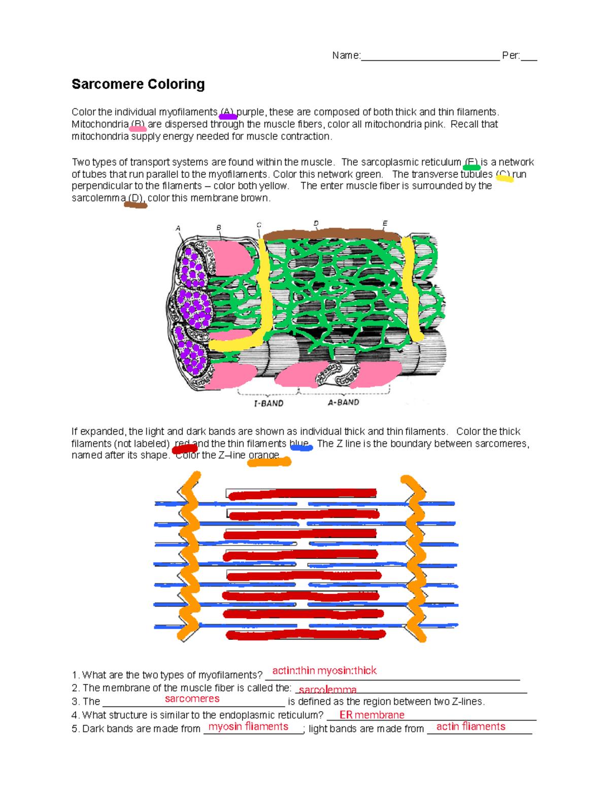 Sarcomere Coloring Activity Biology 101 Alexis Nunez Studocu