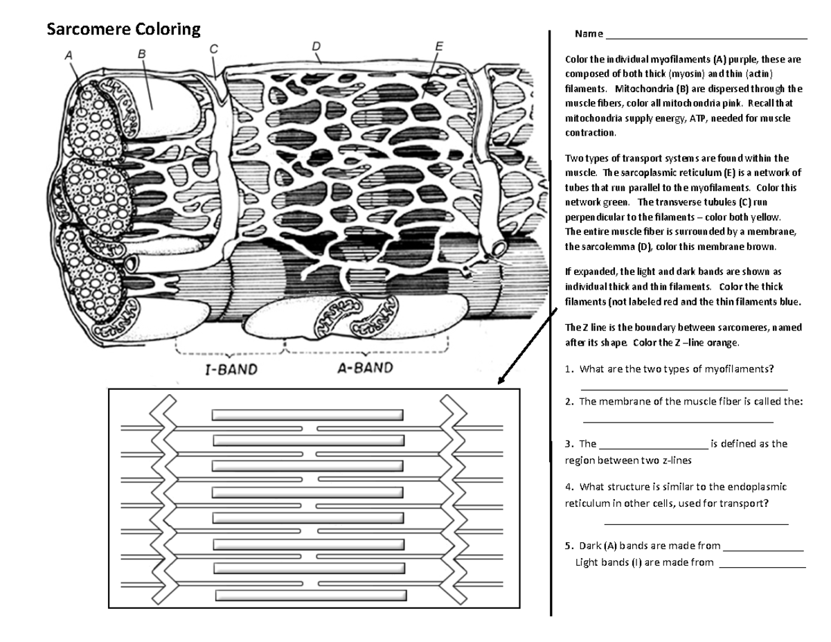 Sarcomere Sliding Filament Coloring Activity Guide Studocu