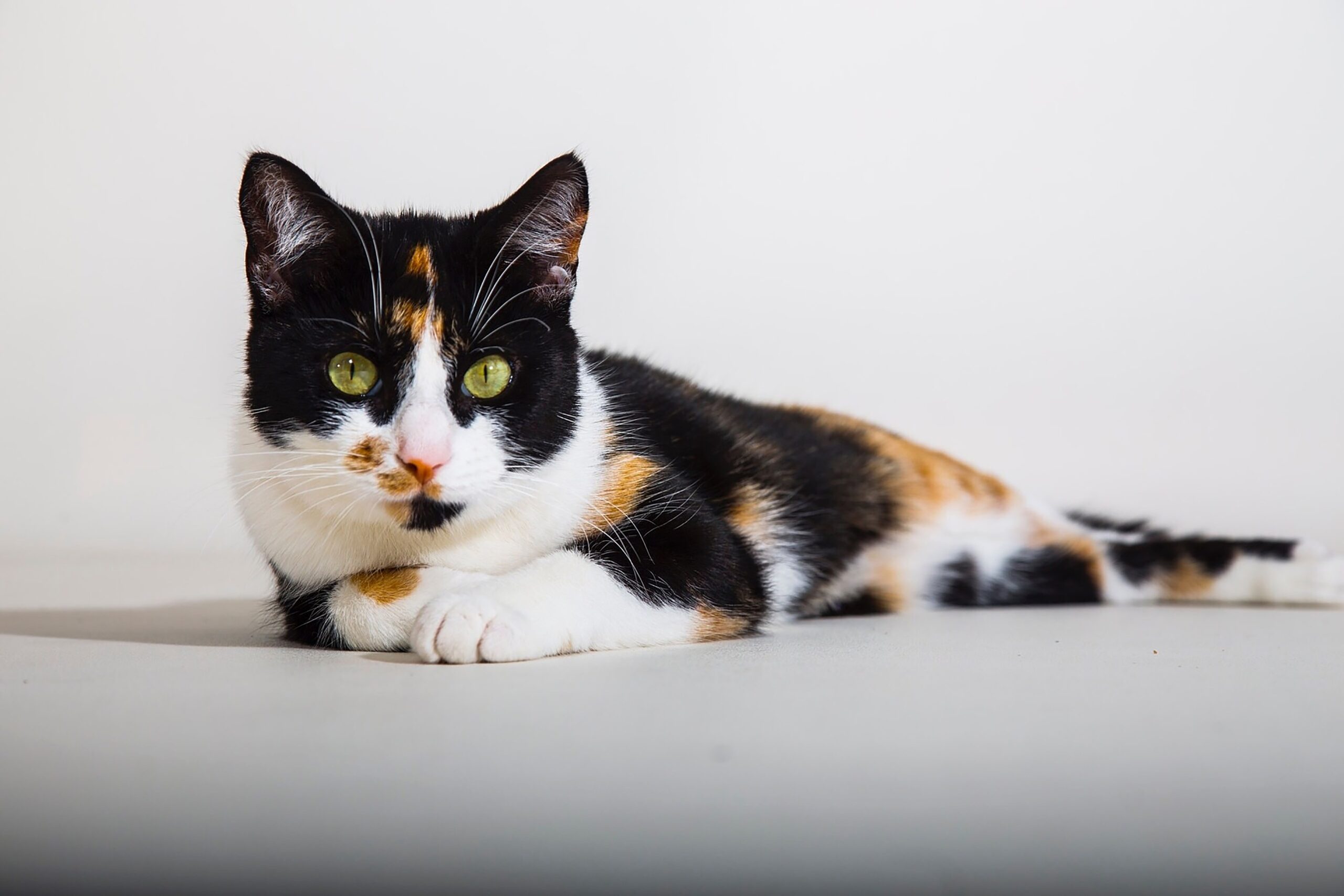 Sassy Or Sweet What Coat Color might Tell Us About A Cat s 