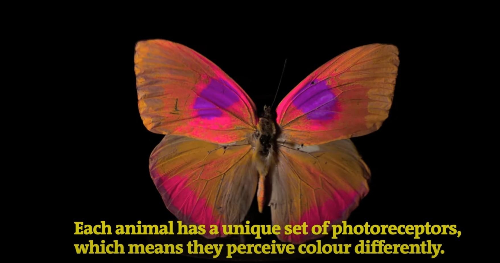 can animals see color