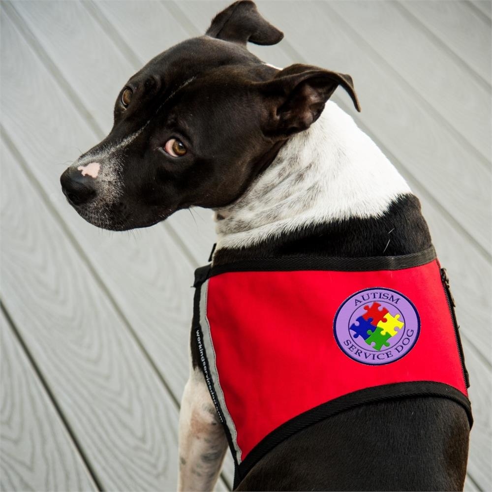 Service Dog Vest Colors Discount