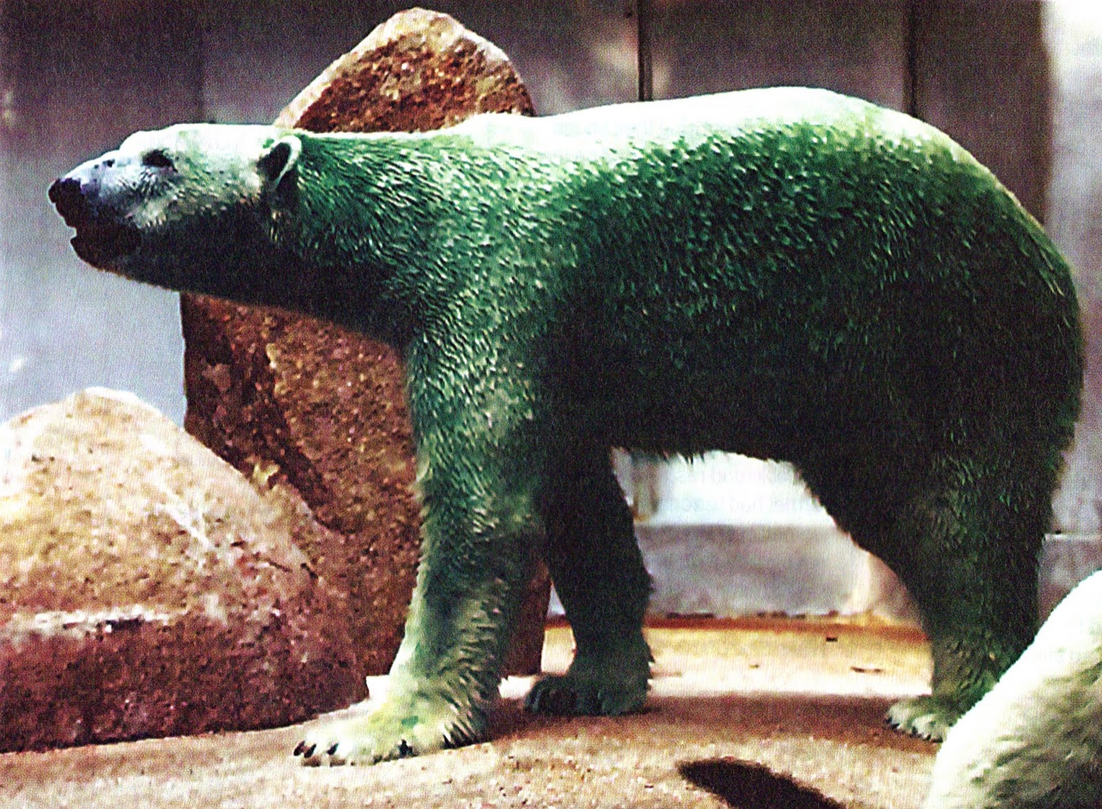 color of a polar bears fur