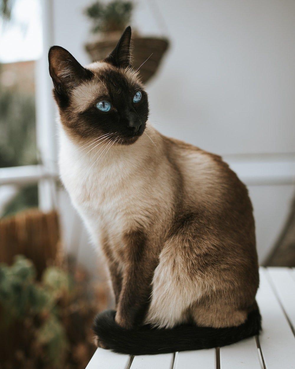 Siamese Cat Breed Profile Litter Robot