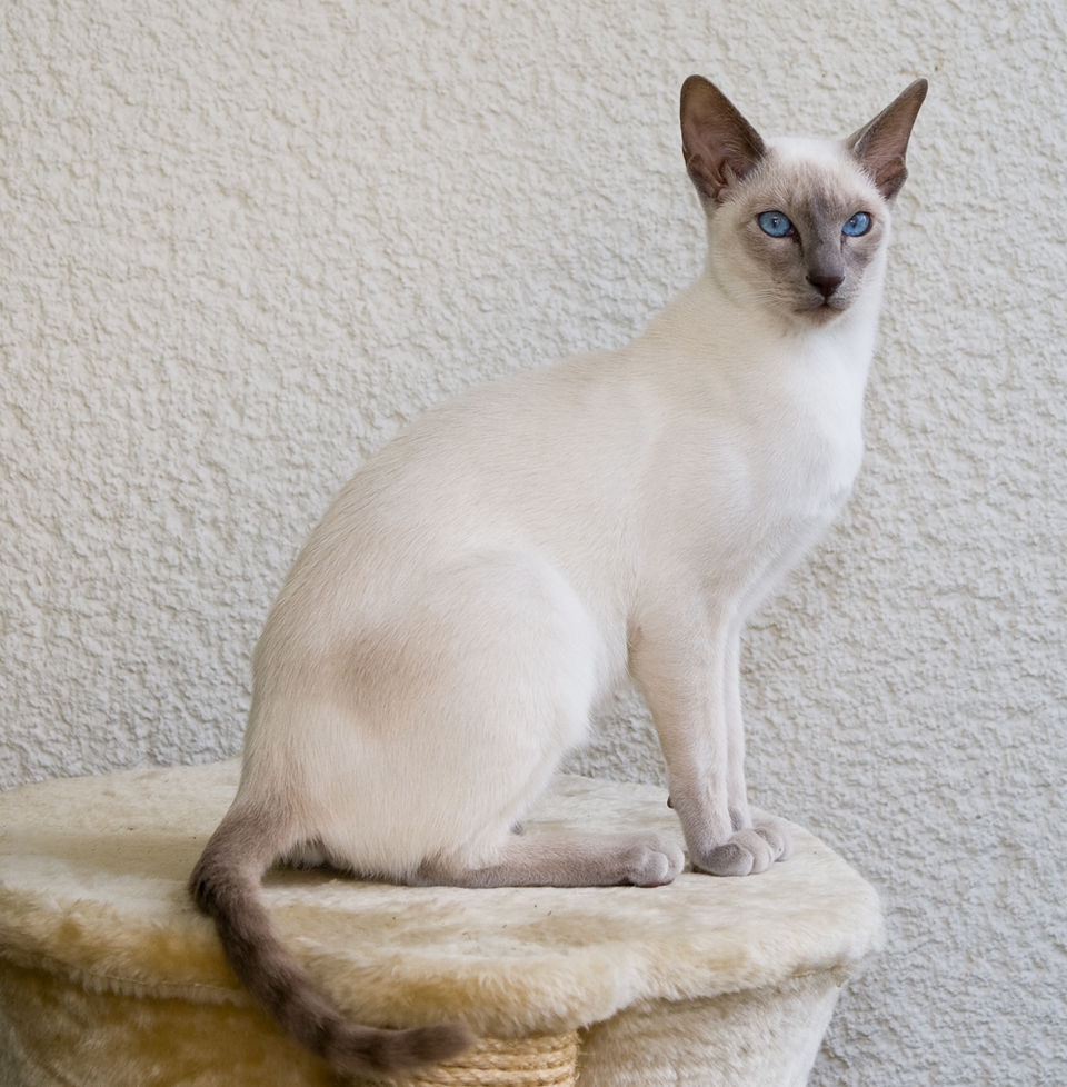 types of siamese cats colors