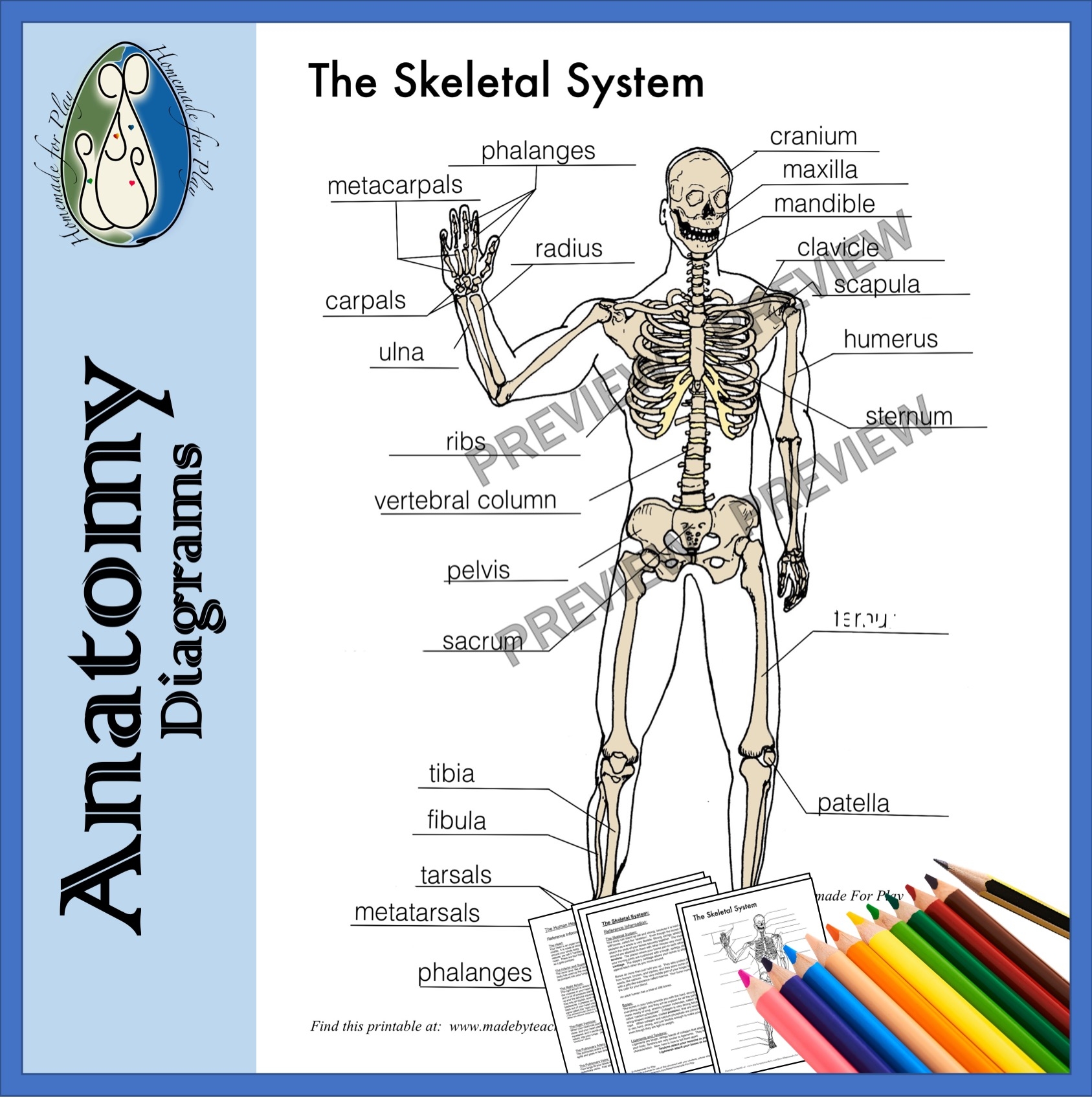 Skeletal System Diagrams To Label And Color With Reference 