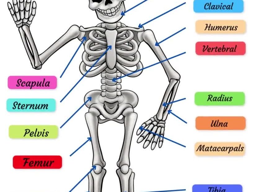 Skeletal System Practice Page Human Bones Activities Sheet Skeleton Drawing Labeling Worksheet Diagram For PreSchool Early Learning Activity
