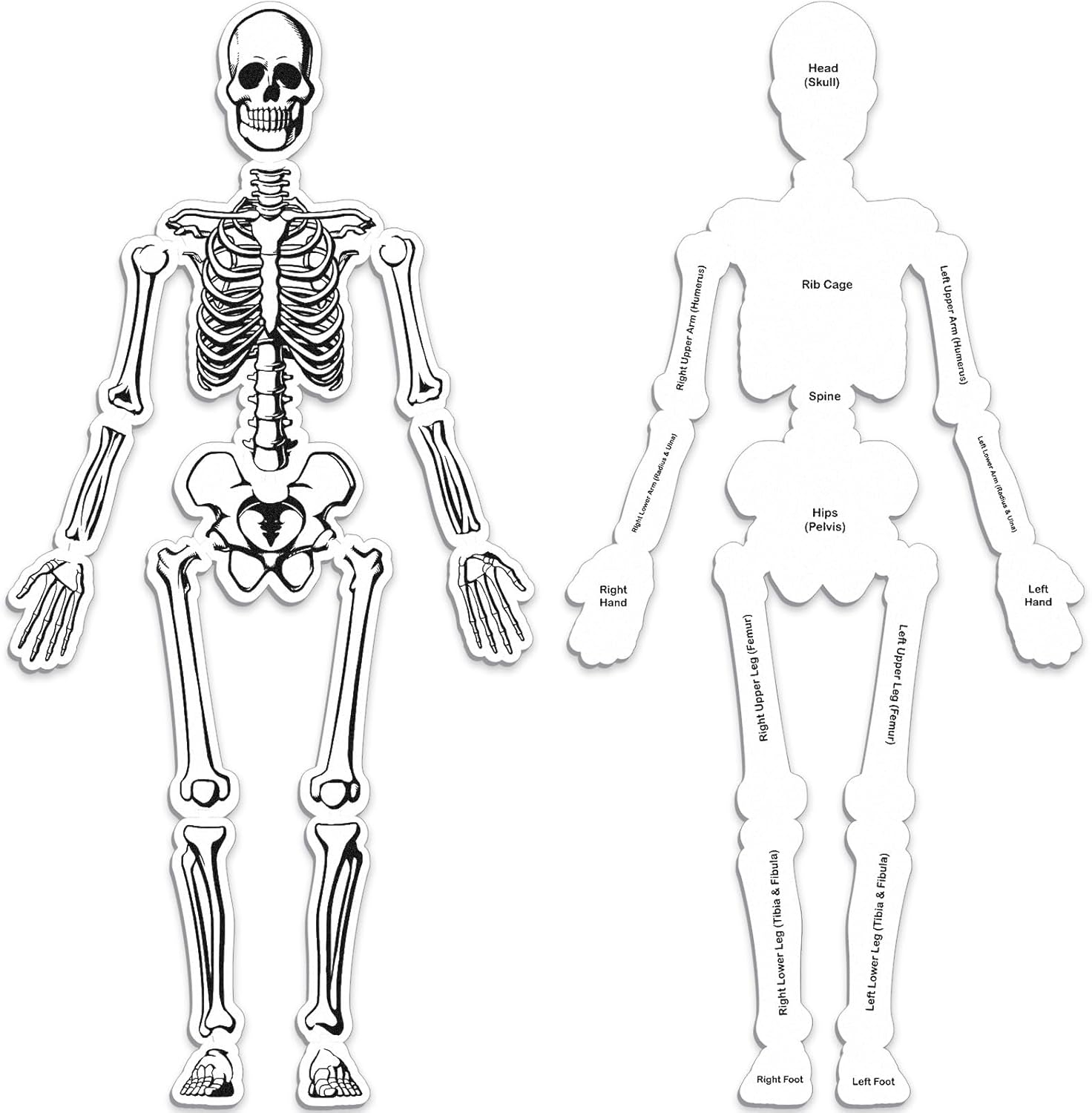 Skeleton Floor Puzzle Double Sided Human Body Puzzle Morocco Ubuy