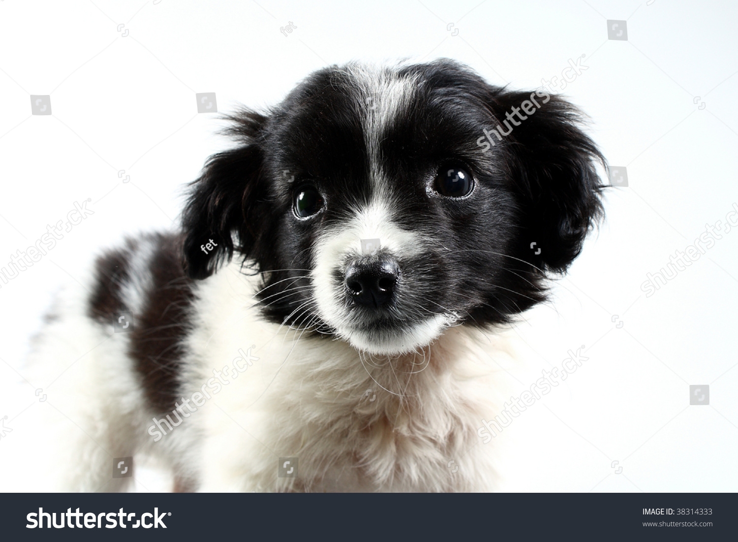 Small Dog Puppy Color Black White Foto Stok 38314333 Shutterstock