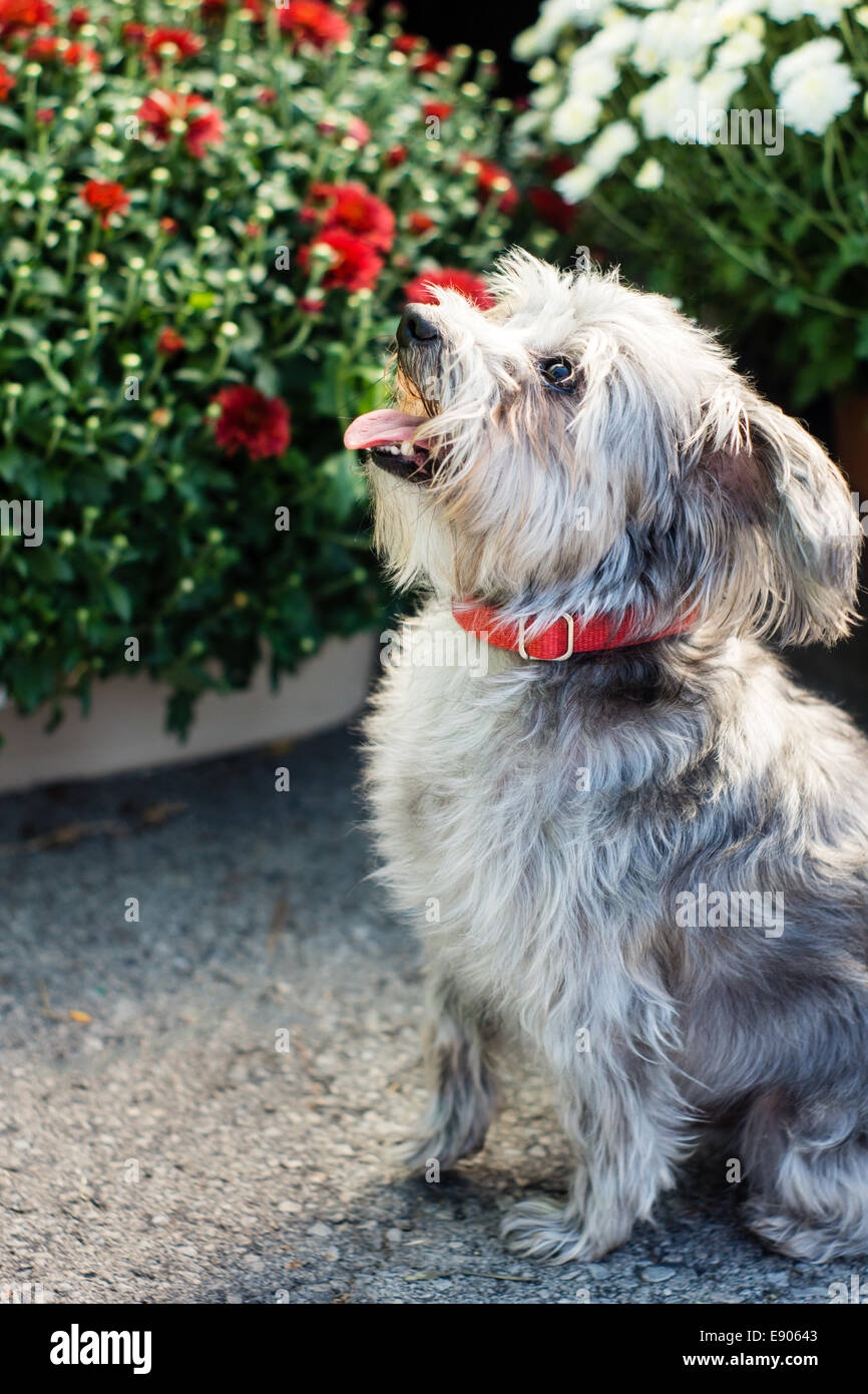 grey color dog breeds