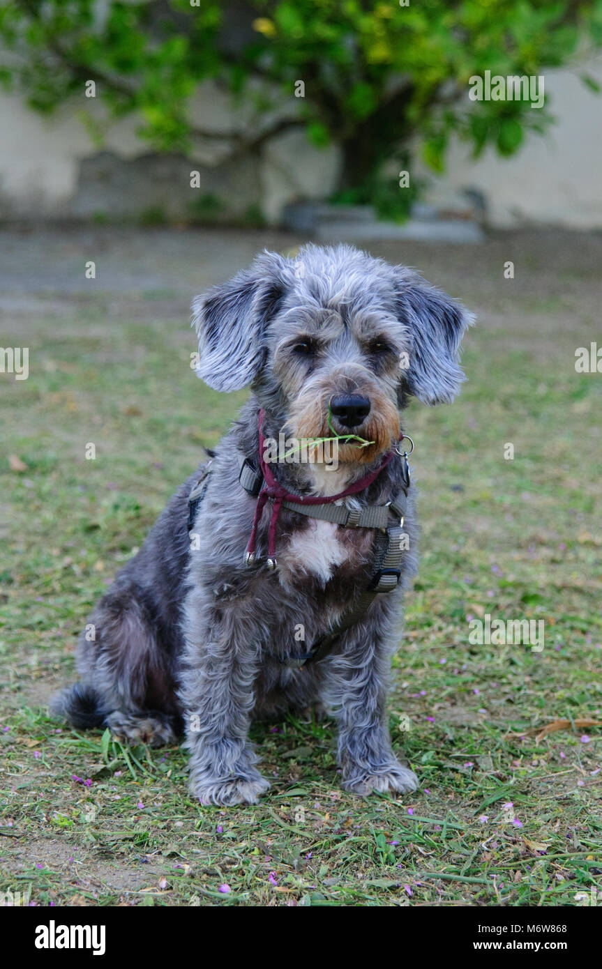 Small Grey Dog Hi res Stock Photography And Images Alamy