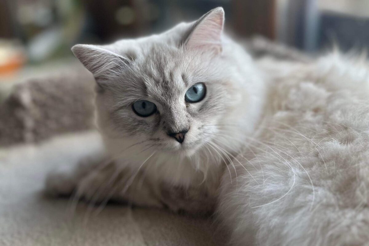 smoke color cat