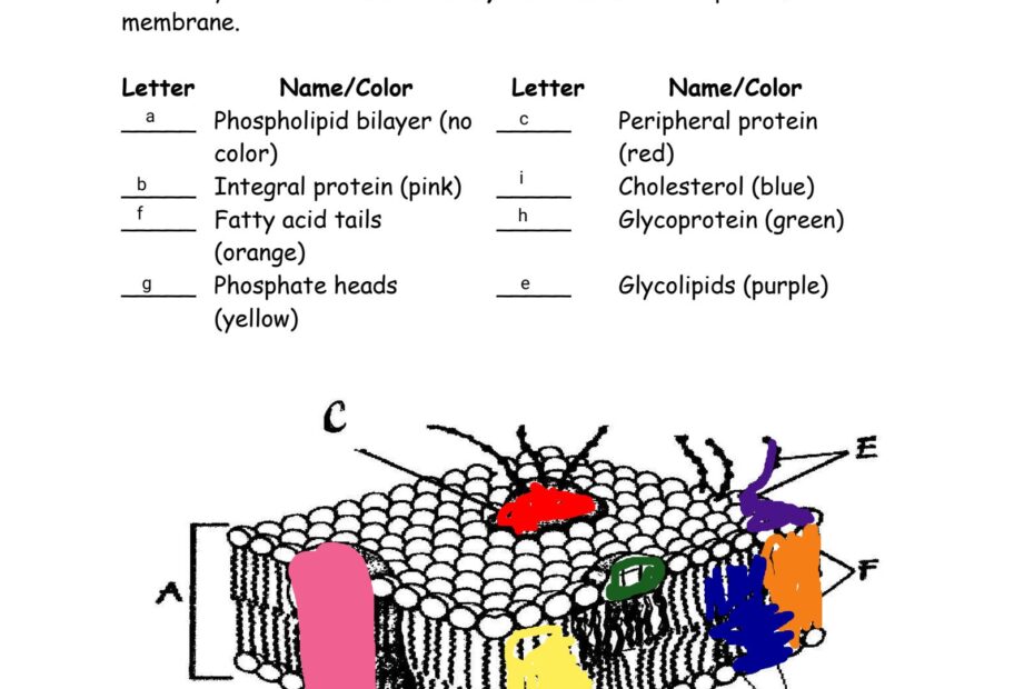 SOLUTION Cell Membrane Coloring Worksheet 1 Studypool