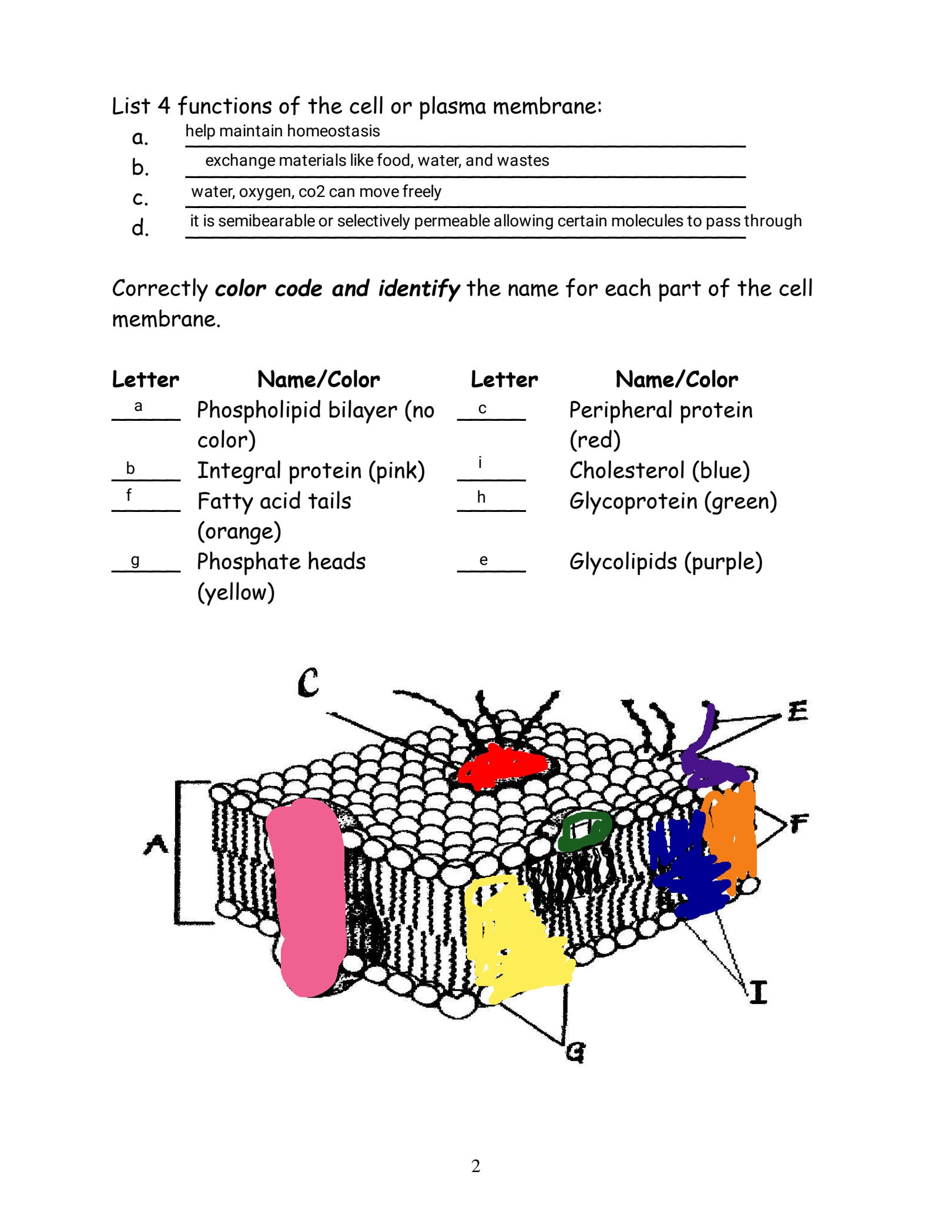 SOLUTION Cell Membrane Coloring Worksheet 1 Studypool 