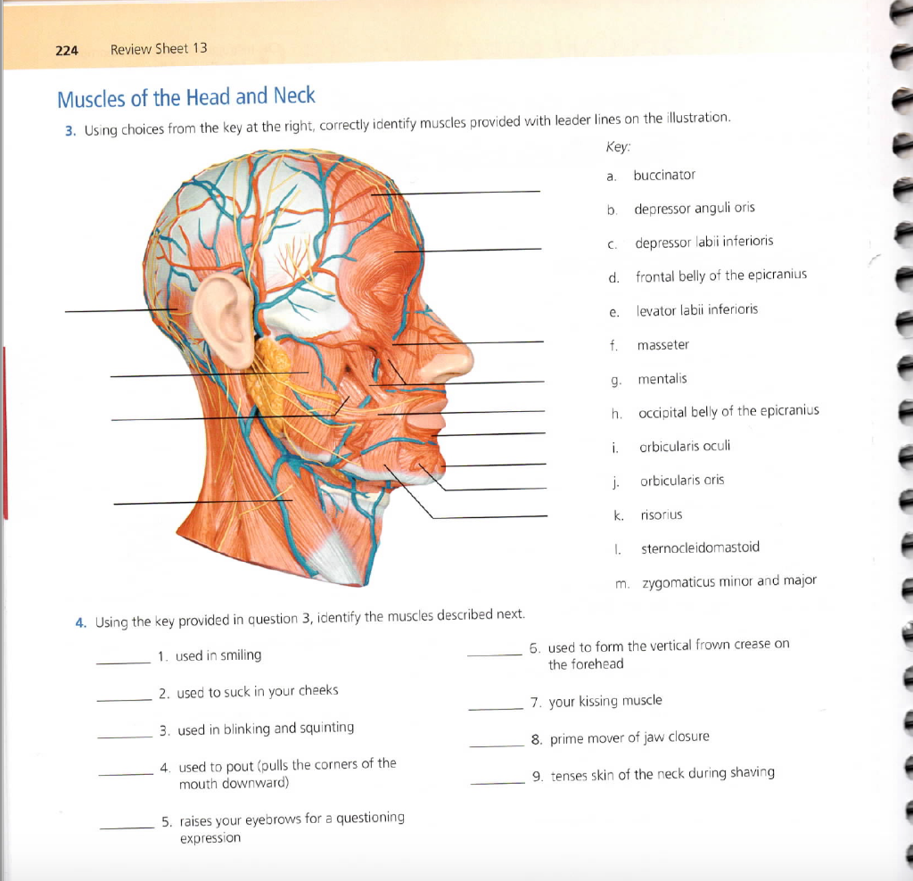 Solved 224 Review Sheet 13 Muscles Of The Head And Neck 3 Chegg