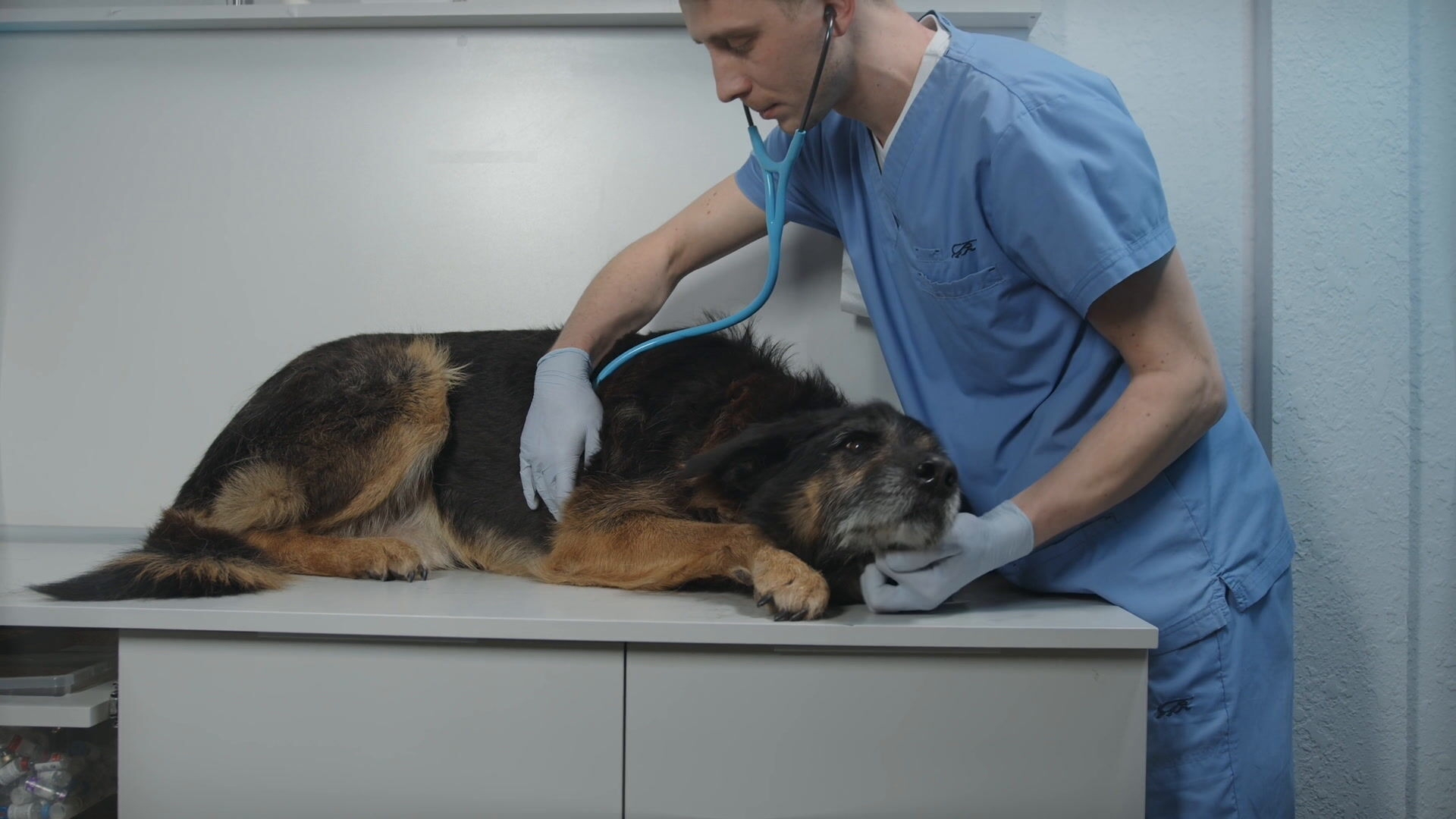 Southern Utah Vet Shortage Leaves Pet Owners With Limited Options Local News Cedarcityutah