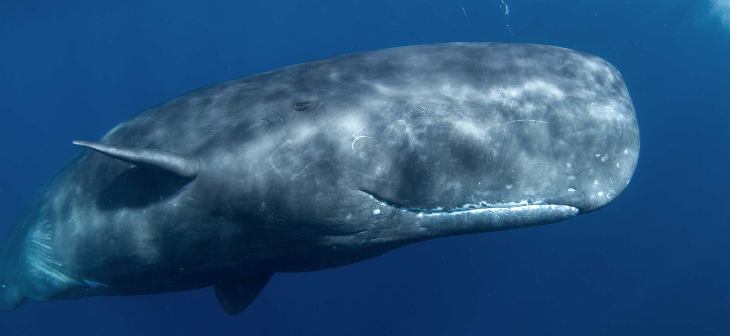 sperm whale pictures to color