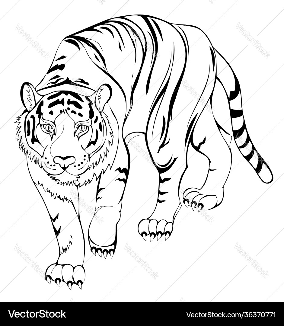 black and white tiger coloring page