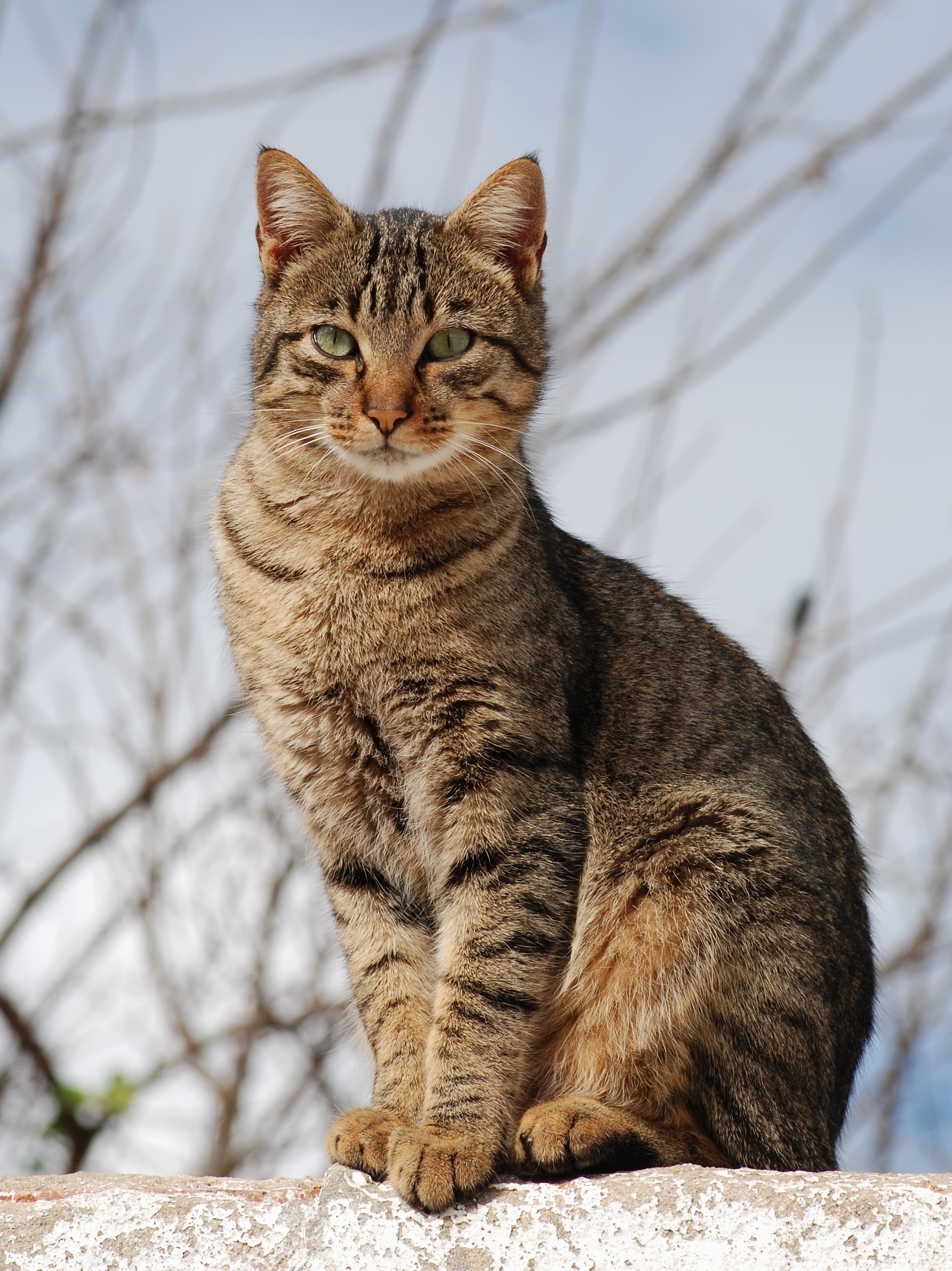 cat skin color