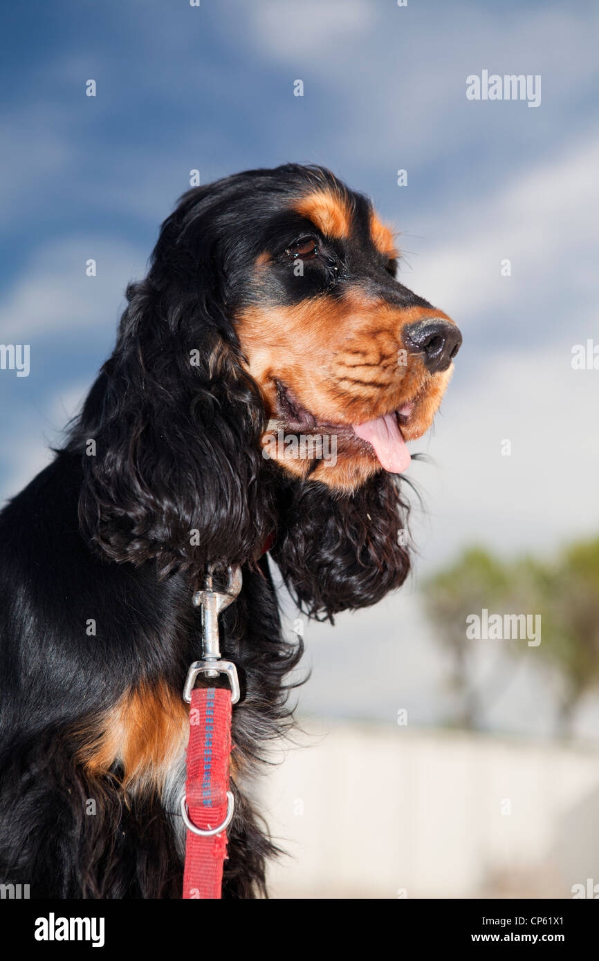 Tan Color Dog Hi res Stock Photography And Images Alamy