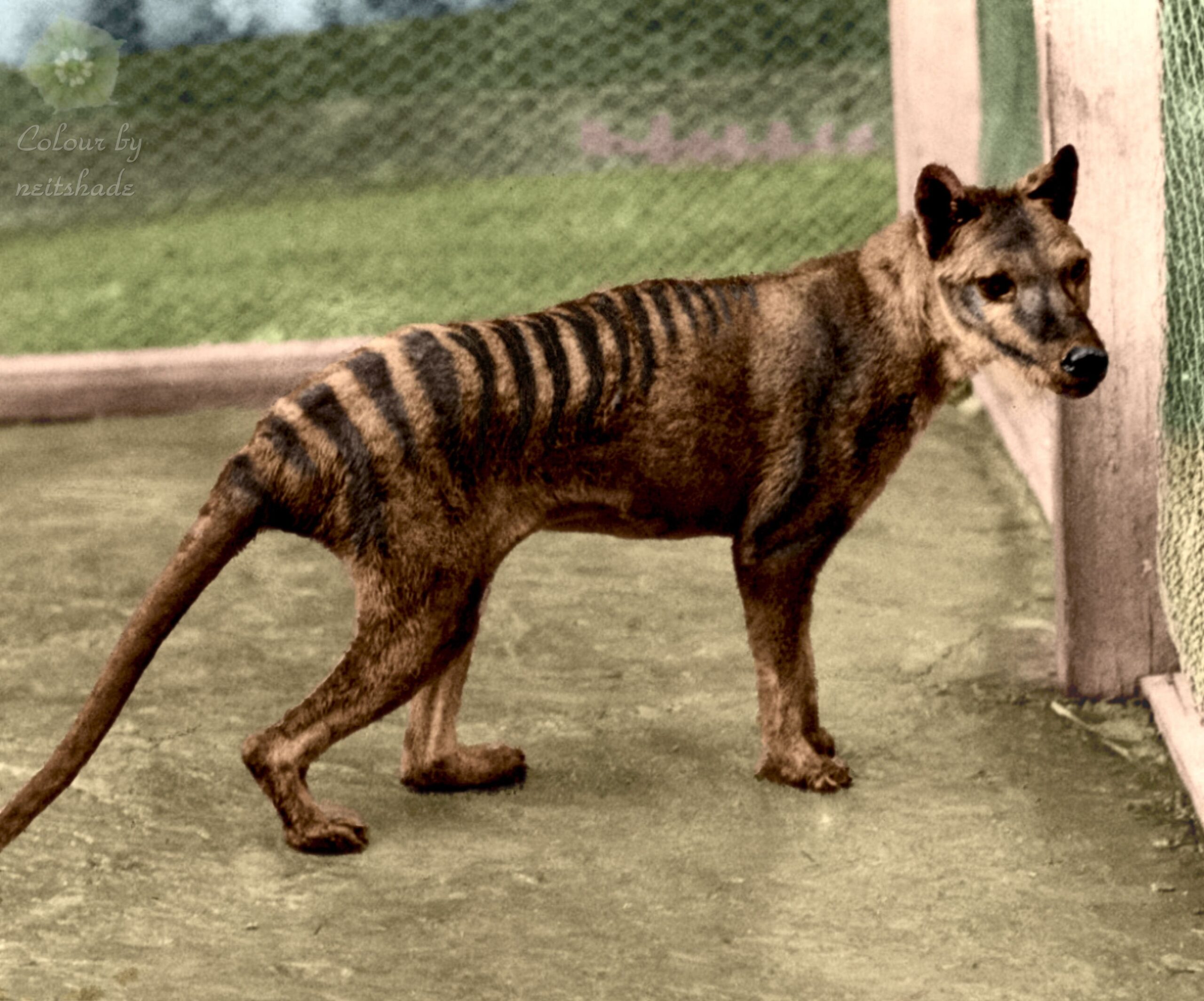 Tasmanian Tiger Tinting History
