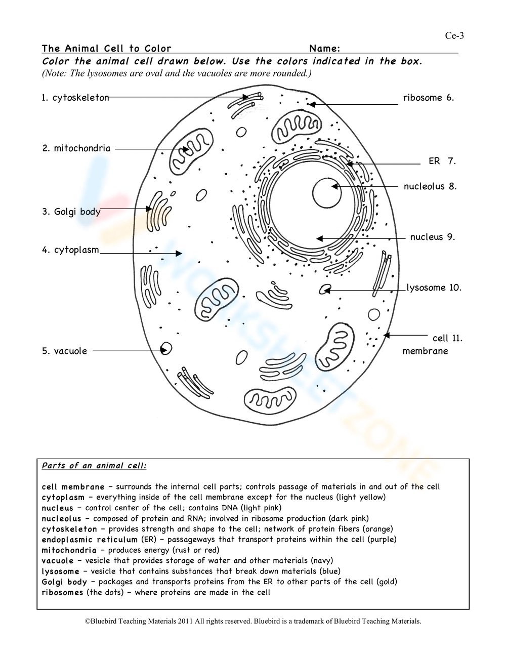 animal cell coloring answer key