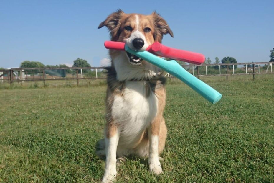 The Best Fetch Toy For Dogs Preventive Vet