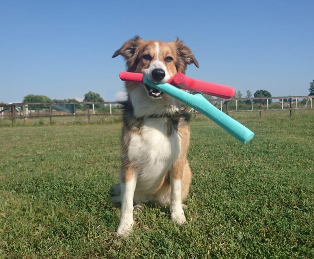 The Best Fetch Toy For Dogs Preventive Vet