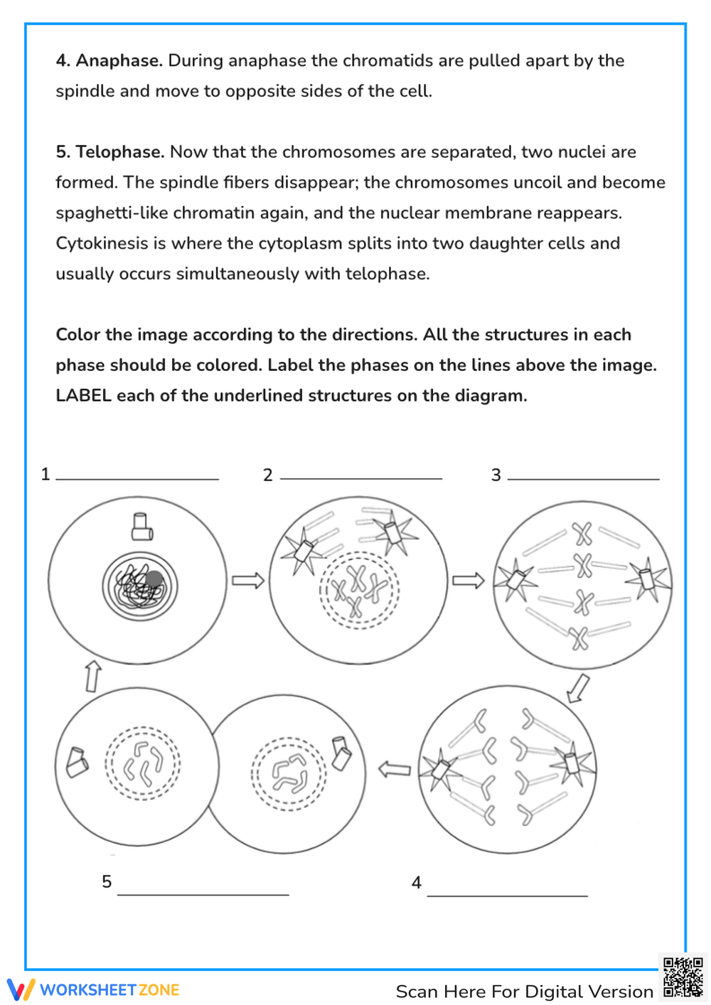 mitosis coloring worksheet