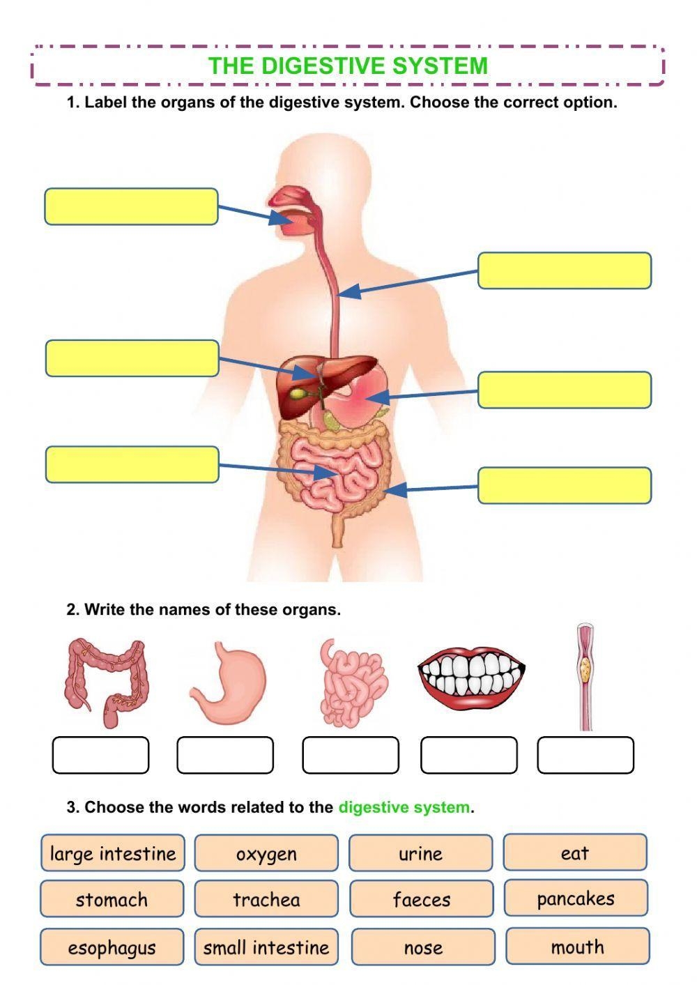 The Digestive System Worksheet For Grade 2 Live Worksheets Worksheets Library