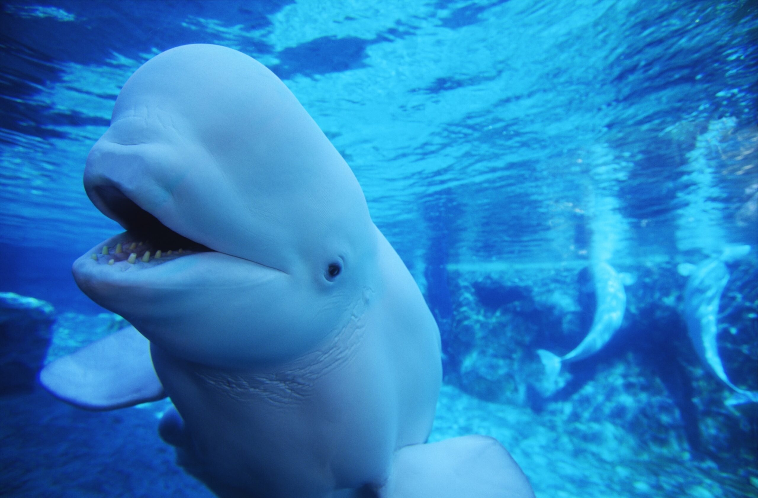 The Great White Whale Fight National Geographic