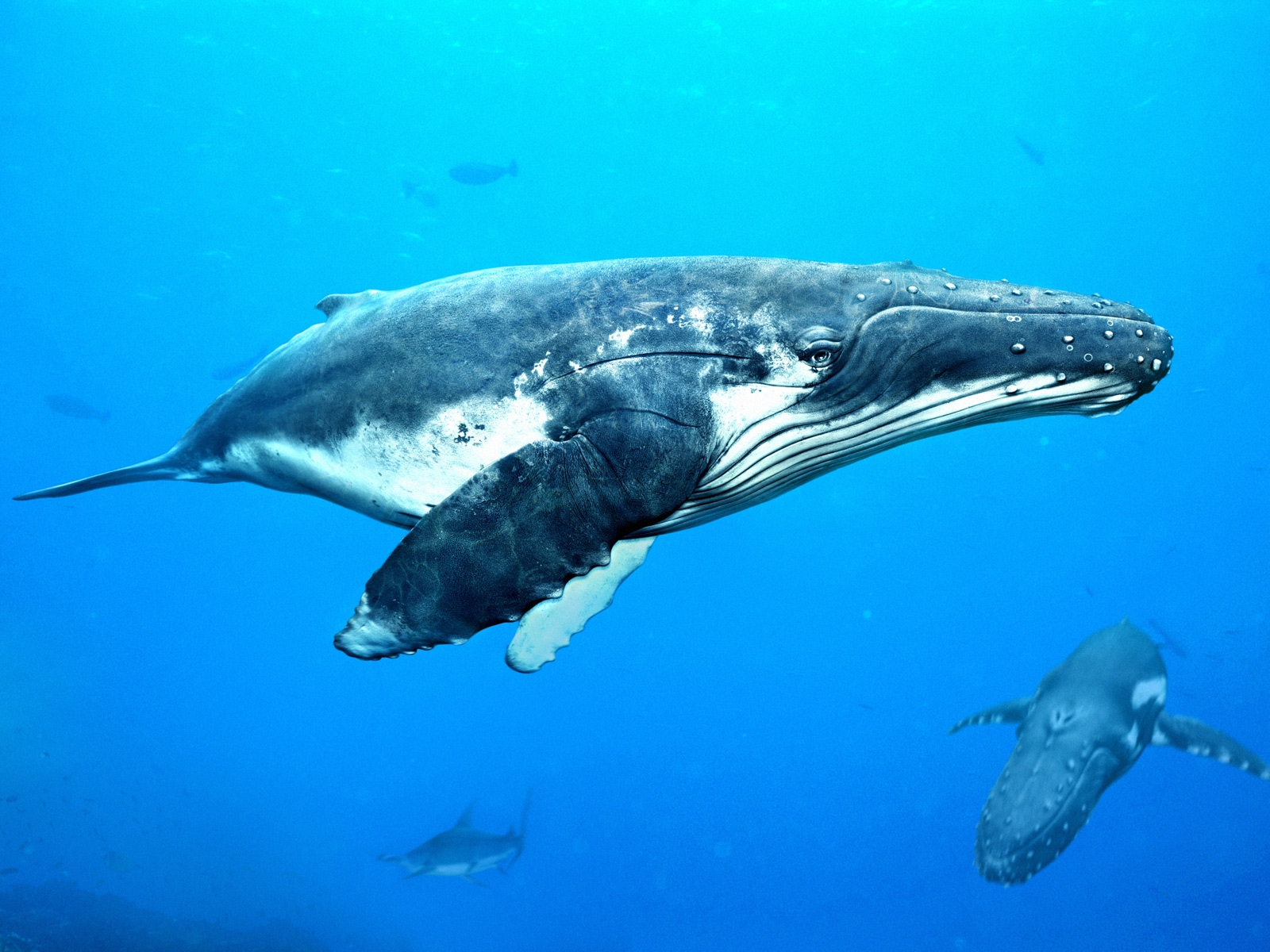 The Life Of Animals Humpback Whale
