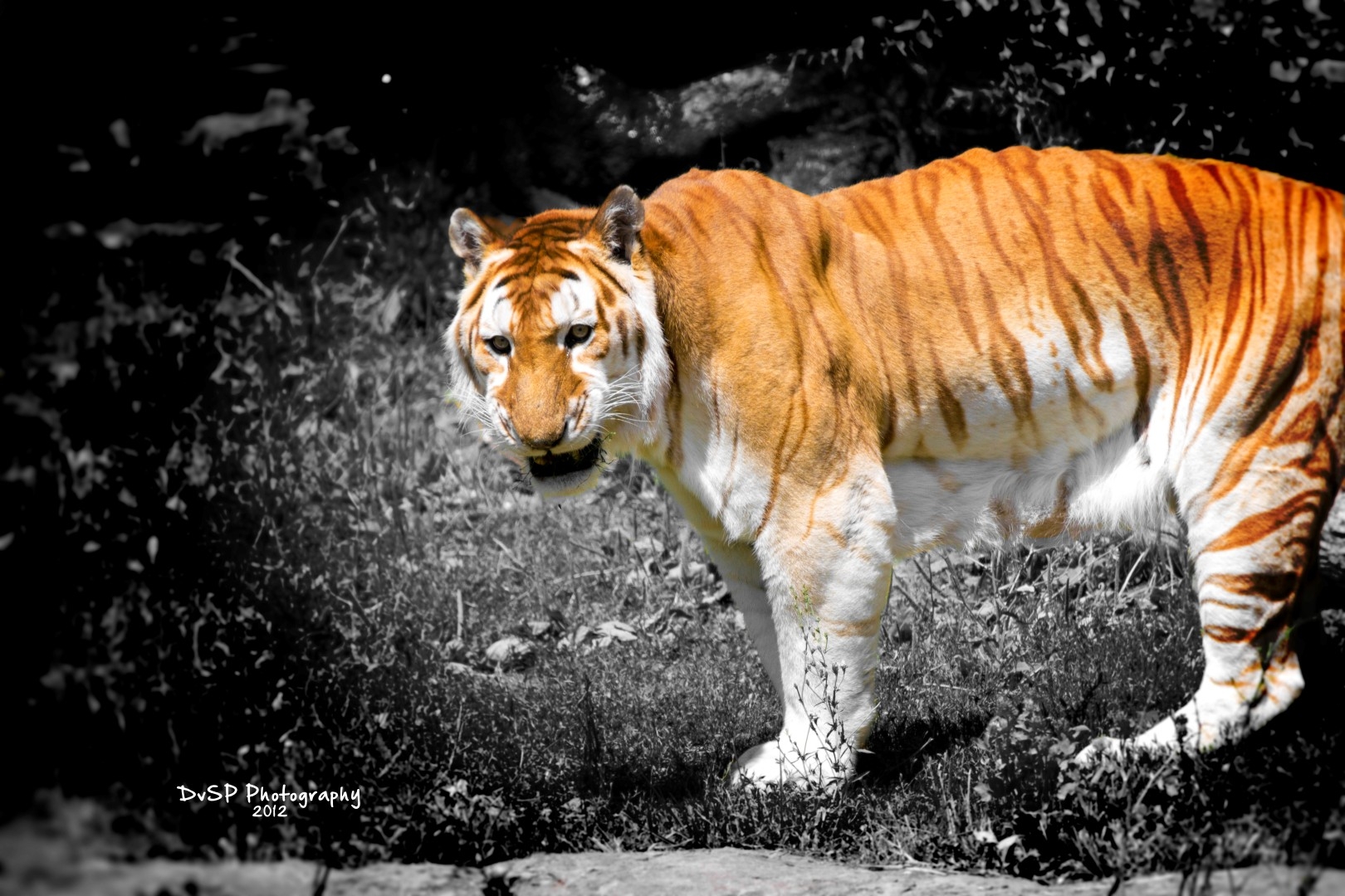The Rarest Tiger In The World Weasyl
