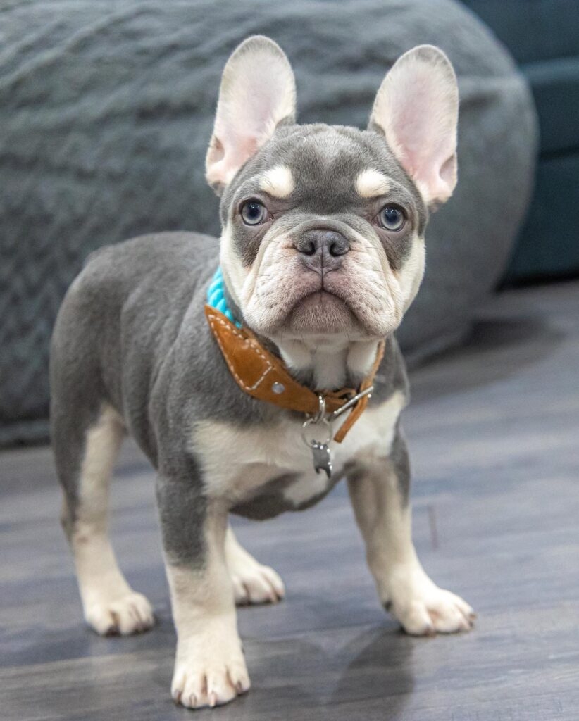 The Unique French Bulldog Colors And Patterns BluFrenchibles