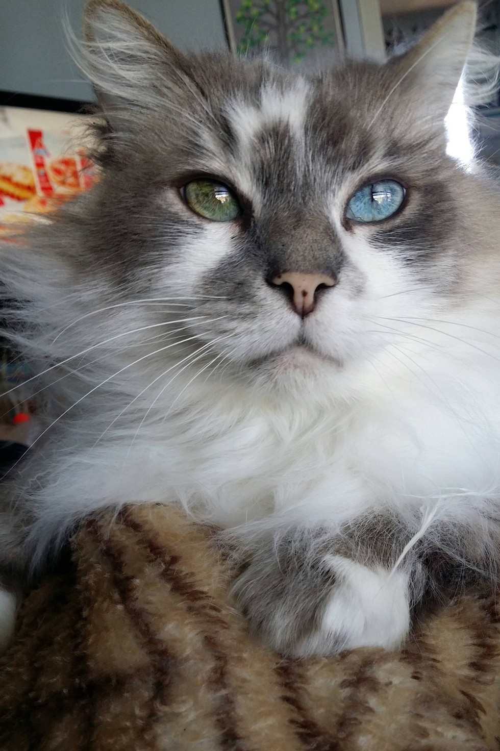 This Senior Cat Changes His Eye Color Over The Yearu200b Love Meow