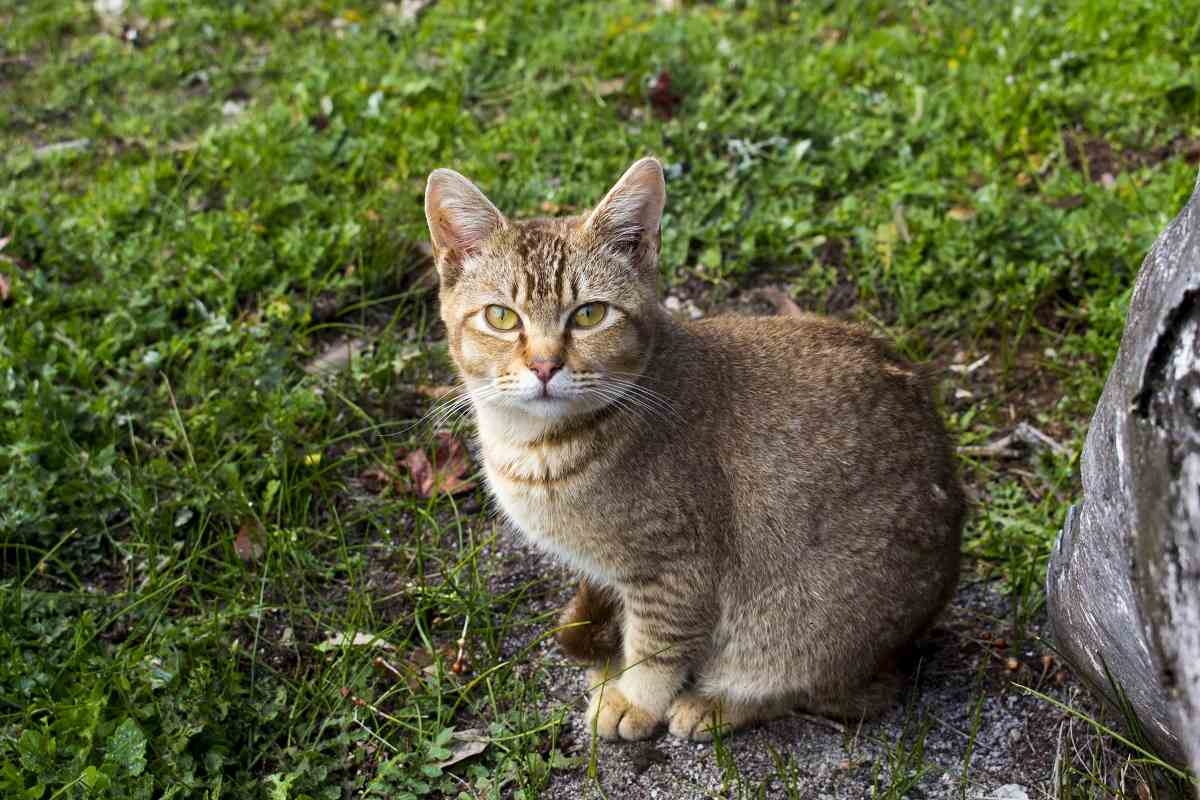 Ticked Tabby Cat Facts You Probably Didn t Know Cats